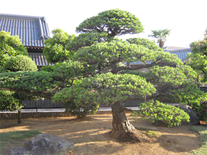 楽しめる植木