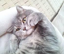坂部さんの愛猫 坂部さんの愛猫
